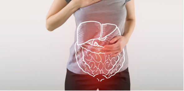Liver Functions For Digestion